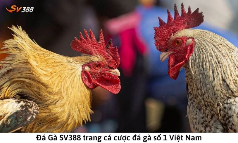 Rut tien Sv388